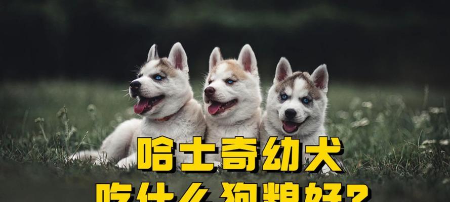 哈士奇的饮食需求及喂养方法（了解哈士奇每月的食量以及正确的喂养方式）