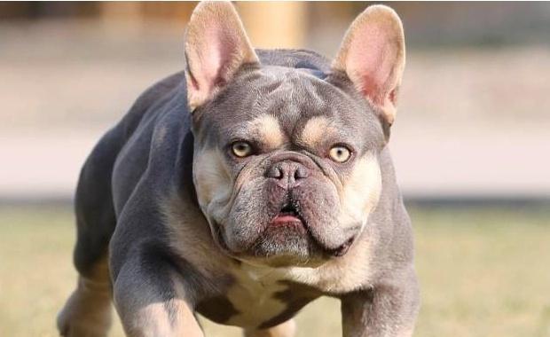 养法国斗牛犬的6大好处，让人无法拒绝！（为什么法国斗牛犬是最好的宠物选择？）
