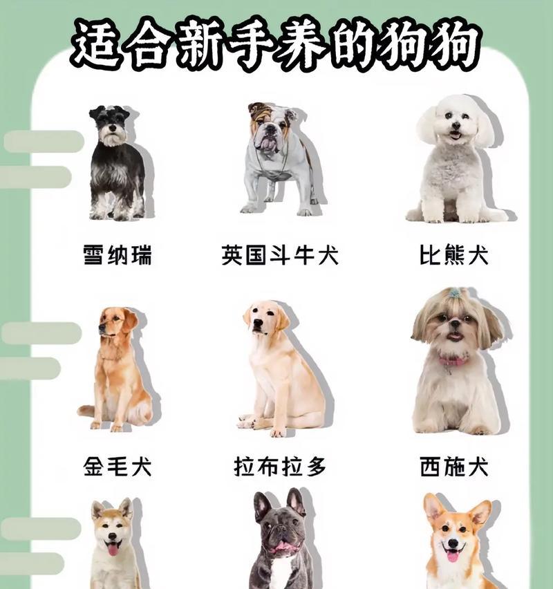 最适合初次养狗的狗种（选择合适的狗种，让养狗初体验更加美好）