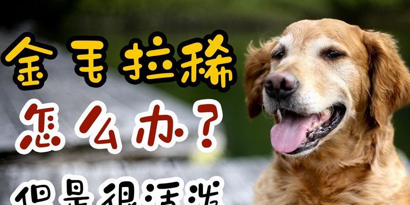 金毛吃多了怎么办？——帮助金毛消化的方法（如何帮助金毛消化食物，预防消化问题）
