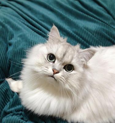 提高猫咪食欲的方法（定时定量喂食，适当禁食的关键）