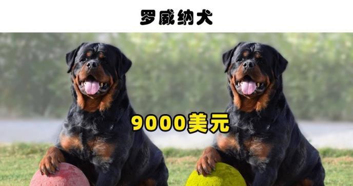 养狗必备指南（了解这些狗的特点和需求，再决定是否饲养）