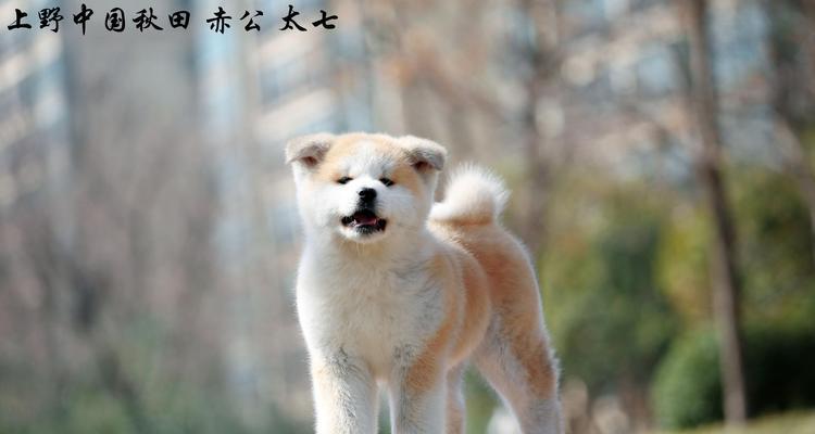 秋田犬被禁养的原因及其饲养的缺点（了解秋田犬的禁养原因，避免饲养秋田犬的缺点）