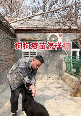 狗狗的疫苗接种指南（了解狗狗需要接种的疫苗及费用）