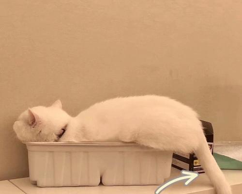 如何预防和护理猫咪胆管肝炎（-猫咪健康）