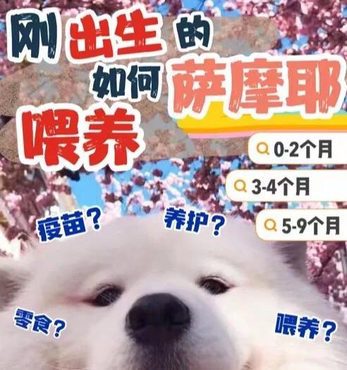 萨摩耶喂养的注意事项（关爱你的萨摩耶，从正确喂养开始）