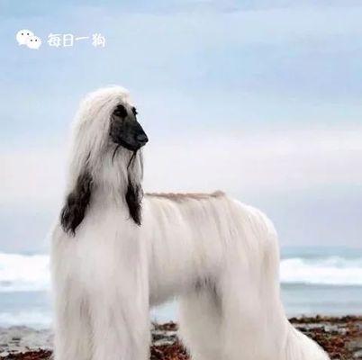 各类狗狗的价格一览，最贵狗狗揭晓（探索世界上最昂贵的狗狗品种及其价格）