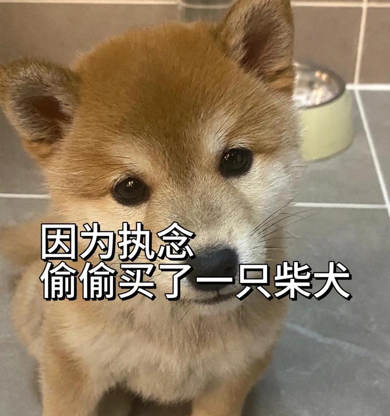 以宠物店里的柴犬，卖价仅2000元，这种柴犬值得入手吗？（了解柴犬的特点与需求，再决定是否购买）