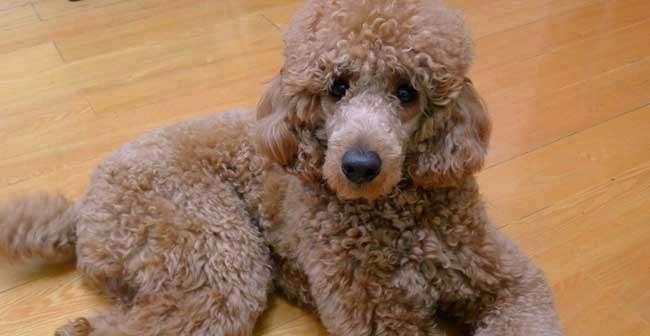 贵宾犬价格揭秘（以标准贵宾犬为例，一只贵宾犬公的价格是否比母的更经济实惠？）