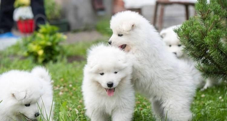 萨摩耶幼犬饮食管理指南（5个月大的萨摩耶幼犬每日食量控制方法）