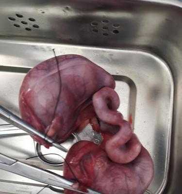 母猫子宫积脓（了解猫子宫积脓的症状，以及如何及时应对）
