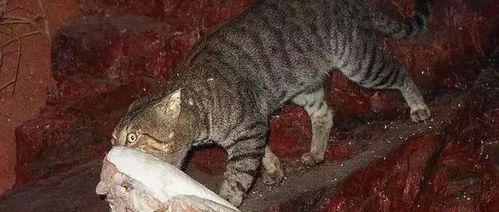 小猫捉老鼠的关键时刻（出生4～5个月后的猫咪开始展现狩猎本能）