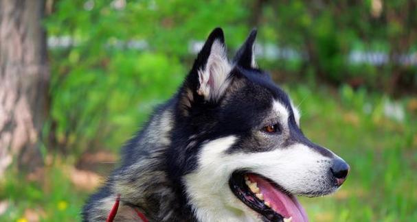 为什么不建议养阿拉斯加犬？（一只饲养阿拉斯加犬所面临的种种挑战）