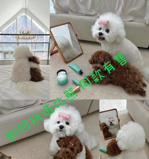 比熊幼犬的喂养与照顾指南（1个月幼犬如何健康成长）