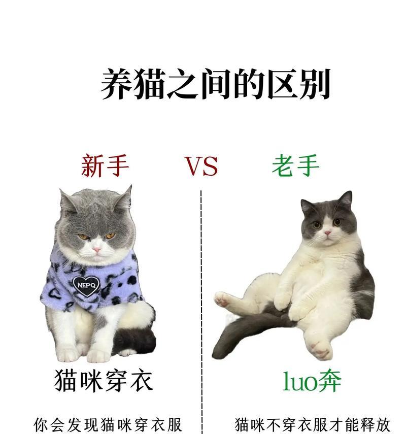 六大注意事项，让你成为猫咪养护高手（照顾猫咪，从这六个关键点开始）