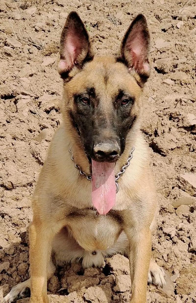 纯种马犬的价格及介绍（纯种马犬幼犬价格一览）