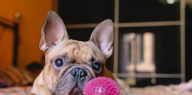 探析法国斗牛犬价格居高不下的原因（揭秘法国斗牛犬价格飙升的几个关键因素）