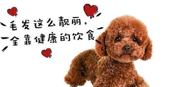 泰迪犬怀孕了怎么饲养？（孕泰迪犬的饮食调整及注意事项）