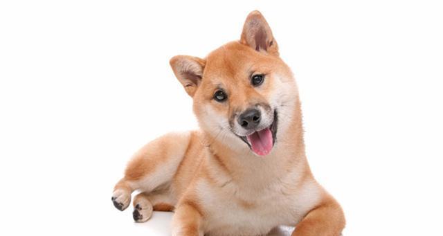 柴犬与中华田园犬（一起来看看它们的区别和特点）