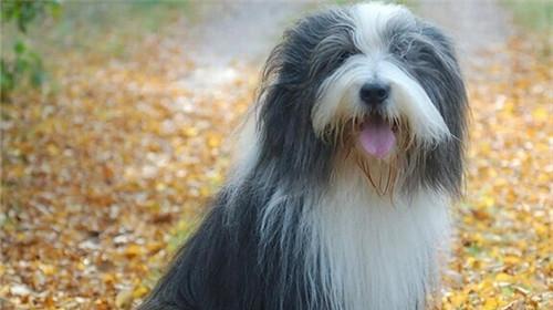 以古牧犬（探索以古牧犬的价格和魅力，让你爱不释手）