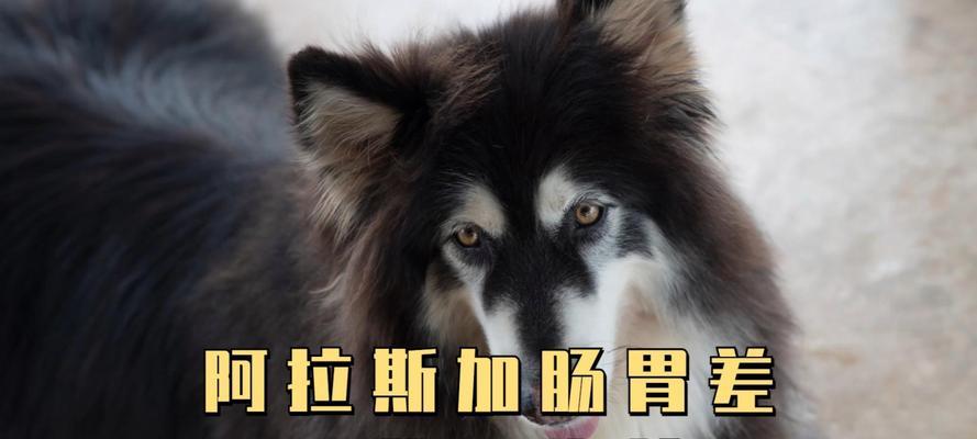 如何选择适合阿拉斯加犬的狗粮（了解阿拉斯加犬的饮食需求，选择健康的狗粮）