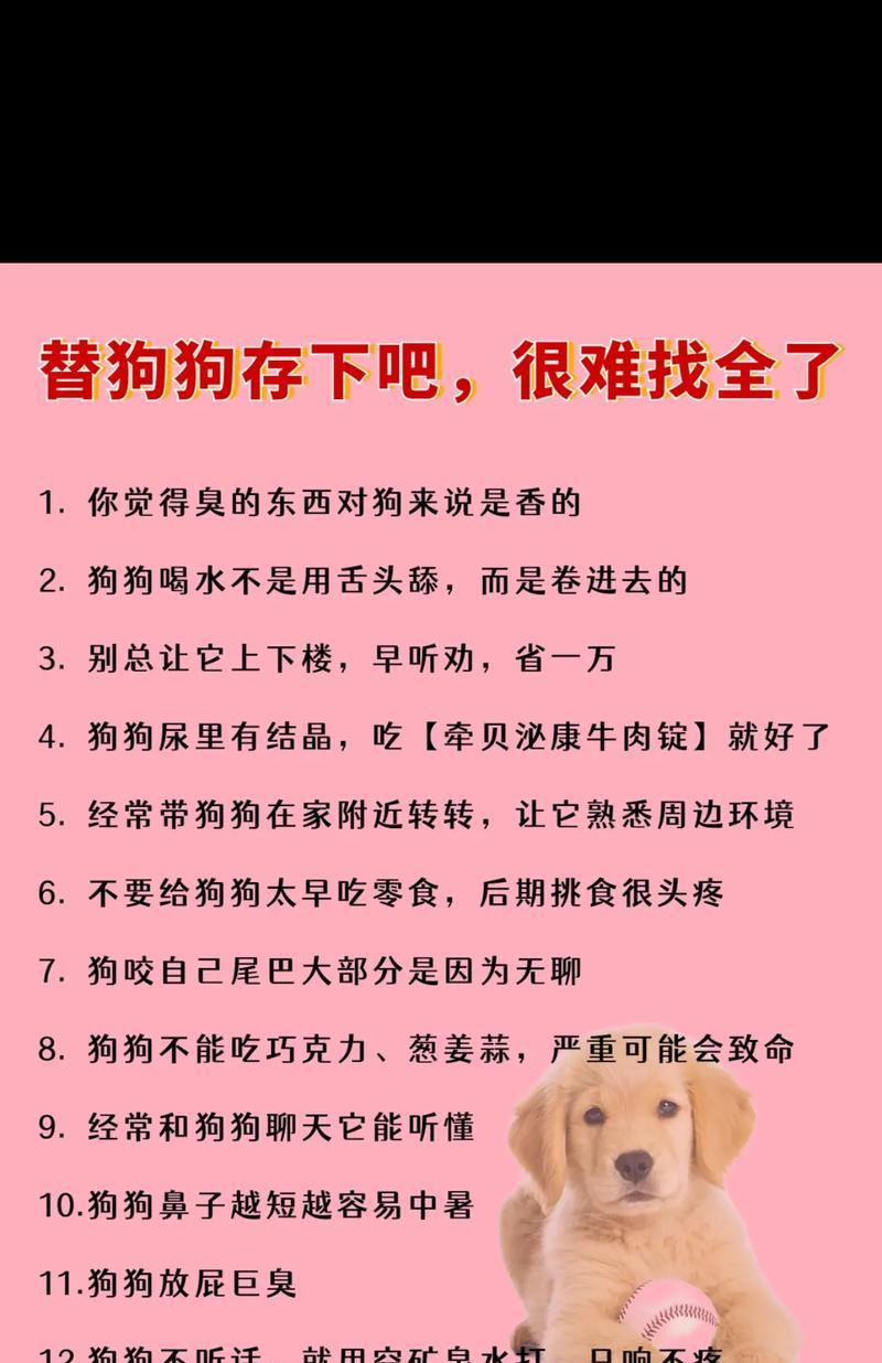 选择养狗省心又实惠的首选品种（7种狗狗让你省心养宠，节约成本）