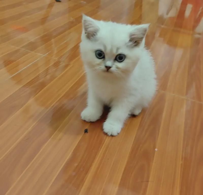银渐层猫价格揭秘（养一只银渐猫咪的费用究竟是多少？）
