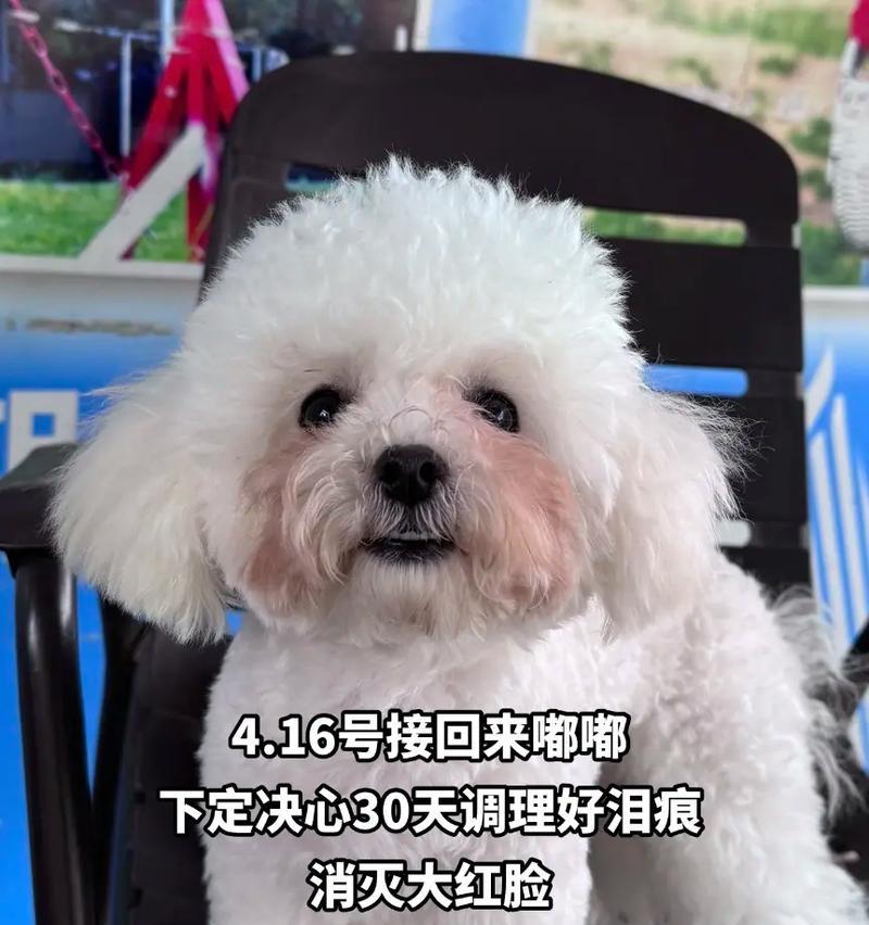 解决比熊泪痕的五大方法（原因分析与有效解决办法，让你的比熊摆脱泪痕困扰）