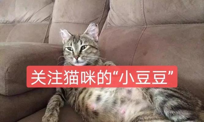 猫咪怀孕到生小猫的时间周期（了解猫咪的生育周期，守护小生命的诞生）