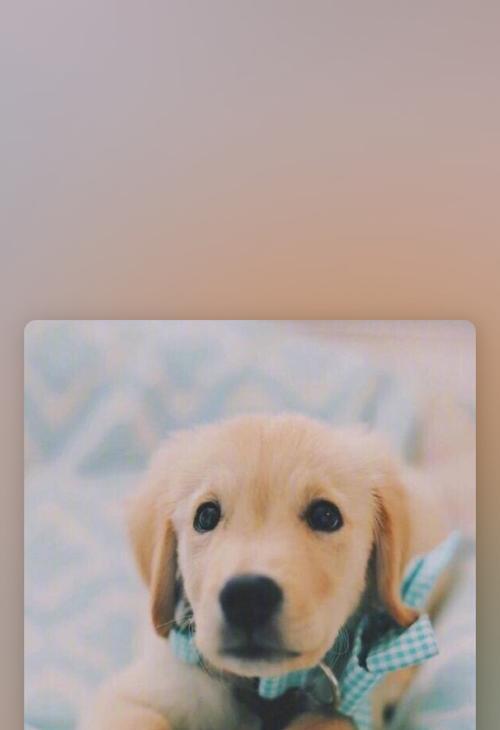 不溜金毛的后果及正确遛狗频率（金毛犬不遛会有哪些后果？每天遛狗几次才算正确？）