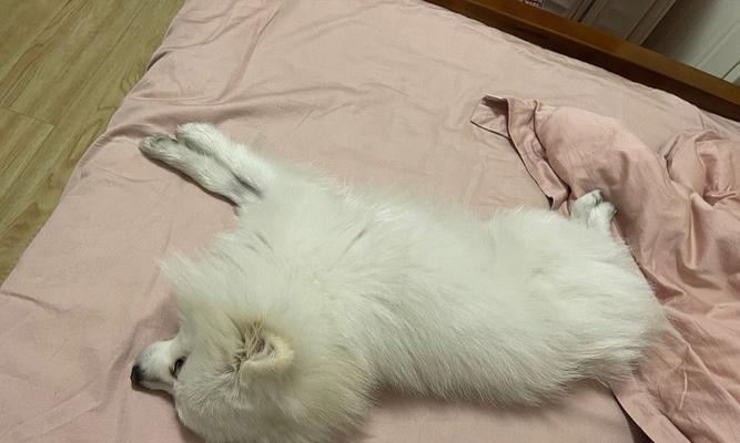 狗狗晚上睡觉是否需要盖被子？（了解哪些狗狗在夜间更容易感到寒冷）