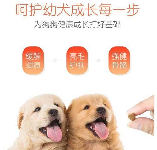 贵宾犬的饮食需求与喂养习惯（了解贵宾犬的喂养频率和狗粮量，让它们健康快乐）
