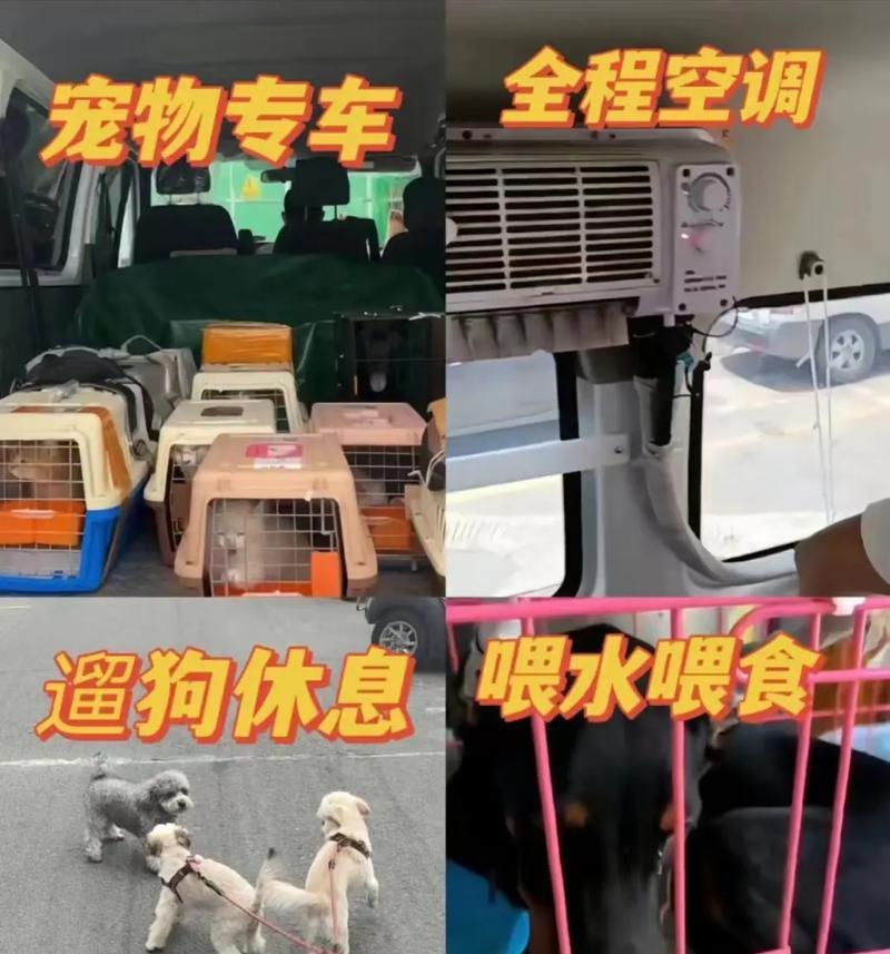 宠物空运及托运费用和操作指南（办理宠物空运的流程步骤和费用预估，助你顺利携带爱宠出行）