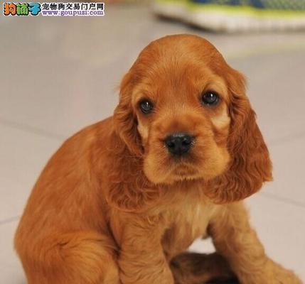 可卡犬纯种价格揭秘！（了解行情别被忽悠了，不可错过的购买指南！）