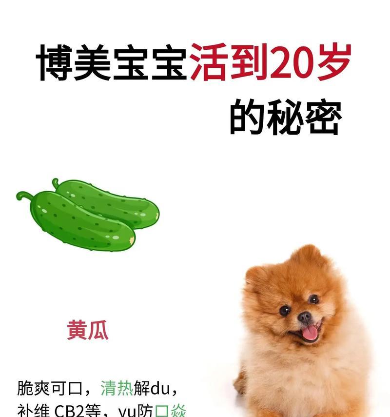 如何养一只可爱的博美狗狗，让它活到15岁以上（探秘养育博美狗狗的秘诀，给它们健康快乐的生活）