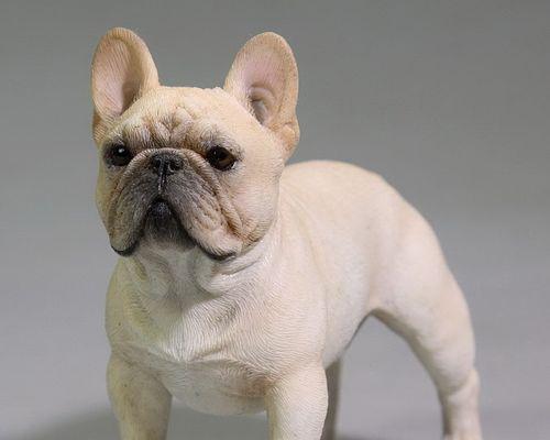 法斗犬的标准颜色及特征（探究法斗犬的标准颜色与外观特征）
