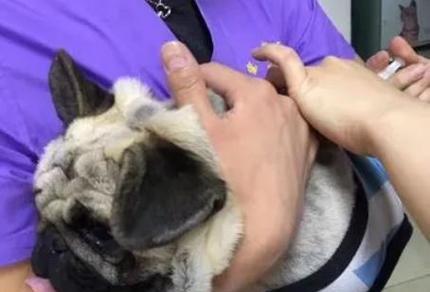 巴哥幼犬的饲养指南（一起为它做好驱虫和疫苗保护吧！）