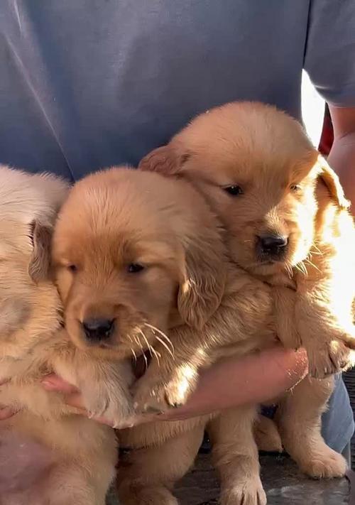 金毛犬的繁殖特点与生育能力（一年繁殖次数、每胎产仔数量详解）