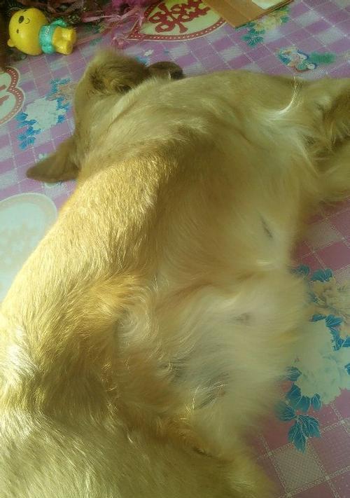 金毛犬的食量计算方法（根据金毛犬体质确定正确的食量）
