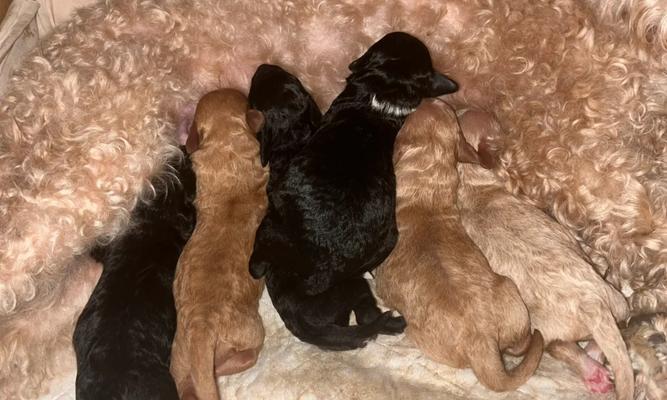 为什么选择母泰迪犬？养母犬有这6个好处（泰迪犬公母选择，母犬的优势一览）