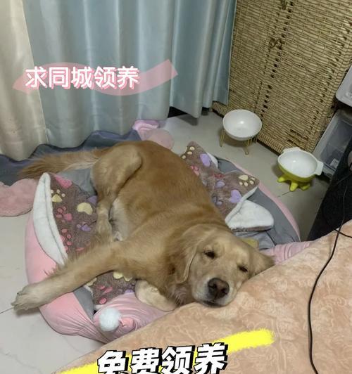 以一个月花十五块钱，能否养一个金毛？（金毛宠物养育成本分析与省钱技巧）