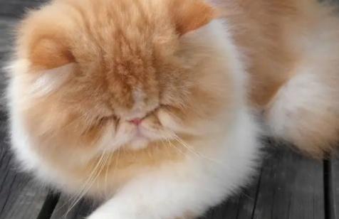 波斯猫价格大跌（探究波斯猫价格下跌的原因及其对养猫人群的影响）