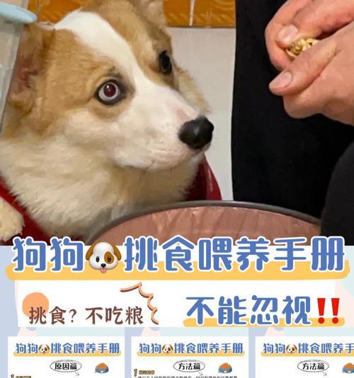 解决泰迪犬挑食问题的五招（让您的狗狗不再挑食，健康成长）