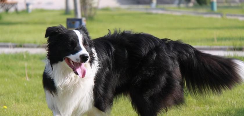 比格犬训练的关键要点（如何正确训练你的比格犬？）