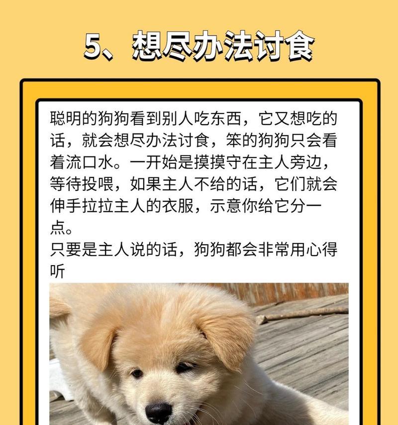 狗的智商相当于几岁的小孩？（解密狗狗智商，你知道吗？）