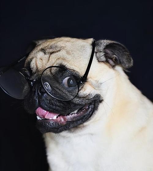 巴哥犬（探秘巴哥犬的特点和养护技巧）