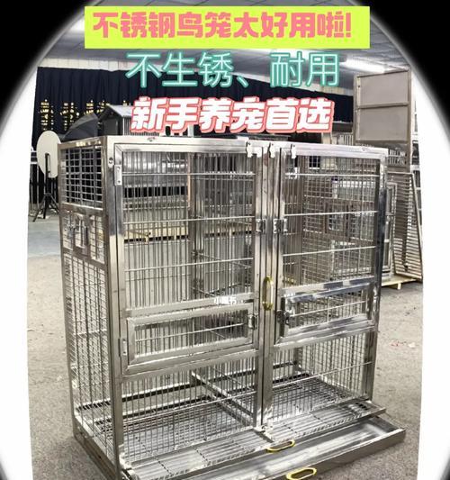 养好鹩哥的注意事项（鹩哥选购与喂养的关键要点）
