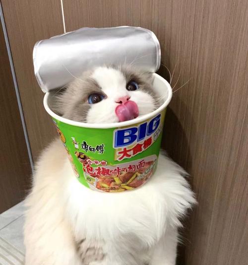 如何选择价格实惠又颜值高的长毛猫（了解布偶猫以外的长毛猫品种，追求颜值与实惠的完美平衡）