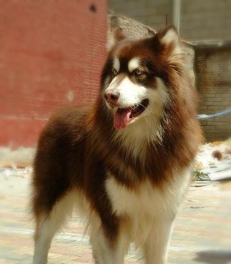 养好阿拉斯加幼犬的挑战与技巧（培养健康快乐的阿拉斯加宝宝的秘诀）