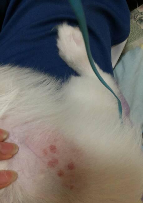 狗狗定期检查的重要性（宠物狗定期检查是保护狗狗健康的关键）